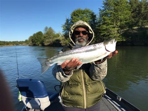 american river fishing report|Fly Fishing For Steelhead On The American River.